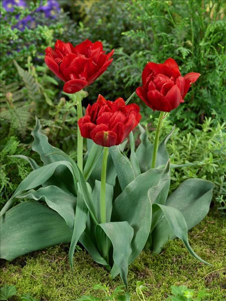 Tulipa Double Early Abba