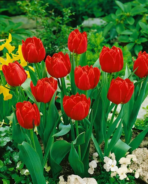 Tulipa Double Early Abba