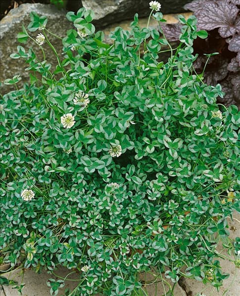 Trifolium repens Dragon's Blood