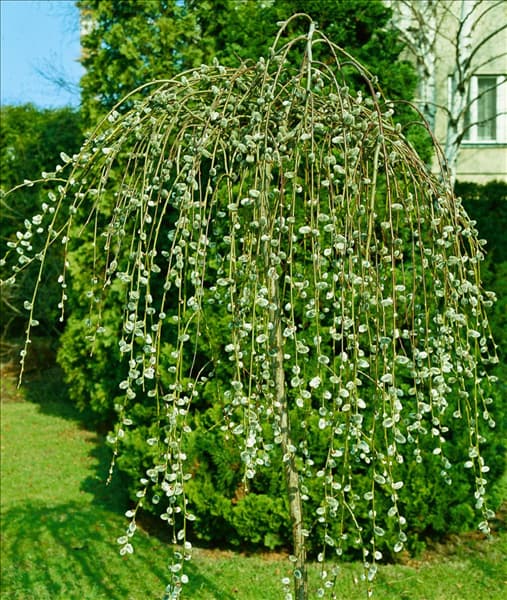 Salix caprea Pendula