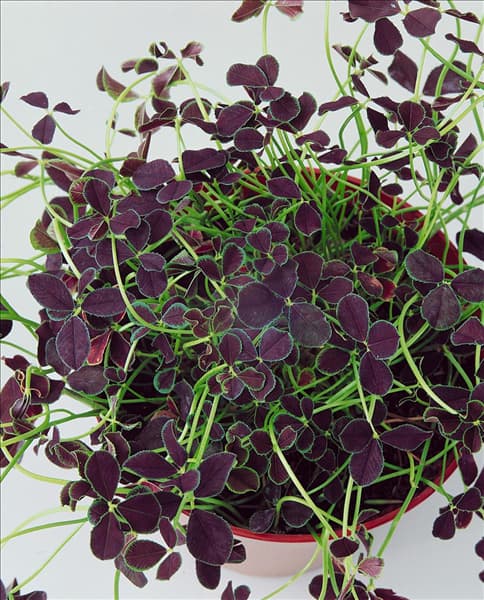 Trifolium repens Purple Velvet