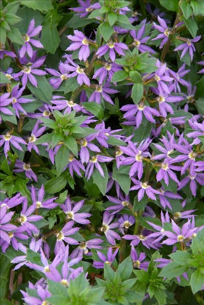 Scaevola Surdiva Blue