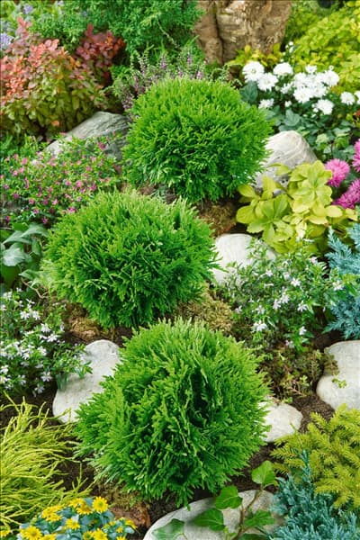 Thuja occidentalis Danica