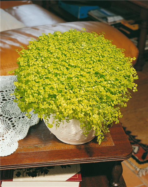 SOLEIROLIA SOLEIROLII (HELXINE SOLEIROLLI)