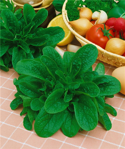 Feldsalat / Valerianella locusta Vit GS