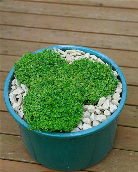 Soleirolia soleirolii