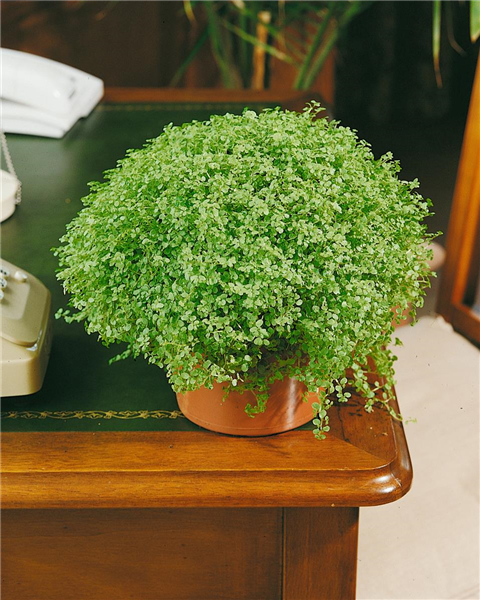 SOLEIROLIA SOLEIROLII (HELXINE SOLEIROLLI)