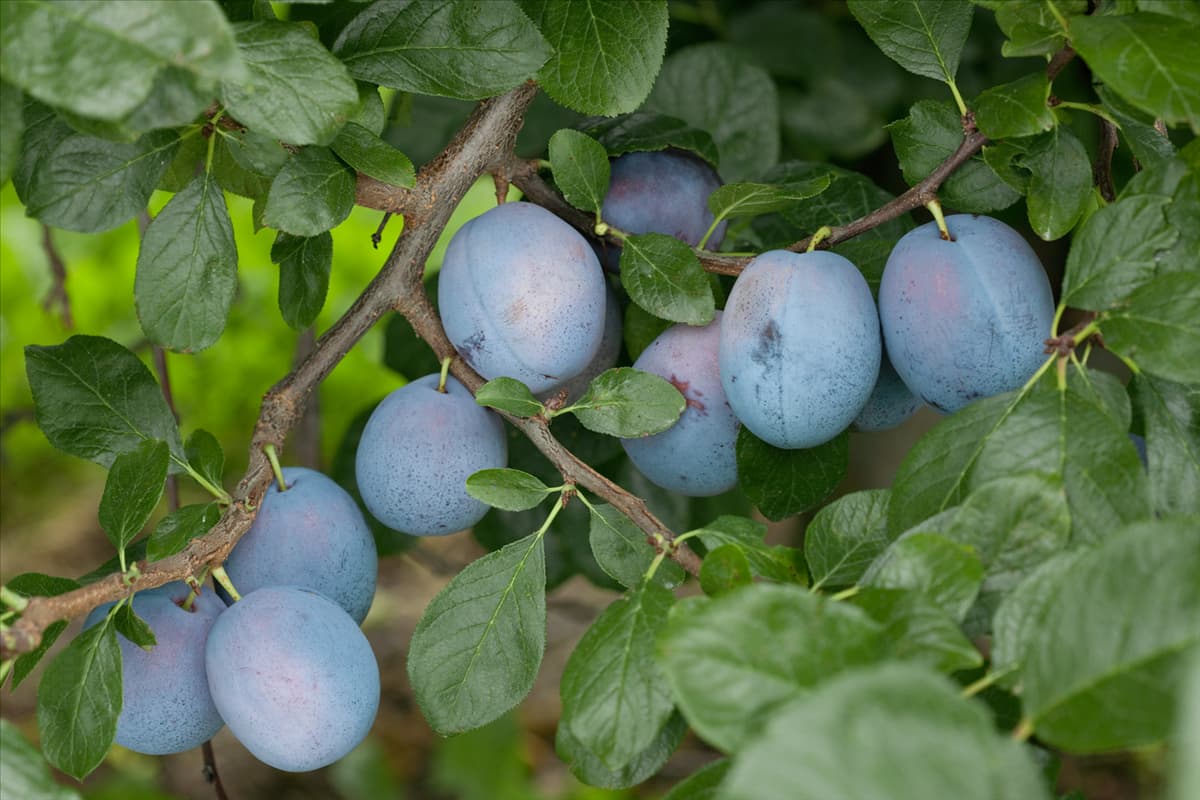 Prunus domestica subsp. domestica Tophit ®