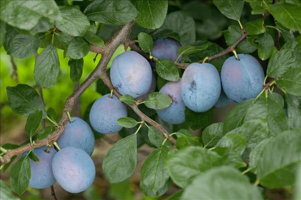 Prunus domestica subsp. domestica Tophit ®