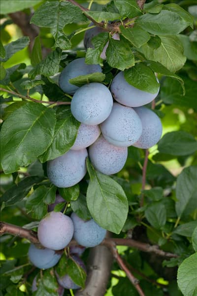 Prunus domestica subsp. domestica Tophit ®