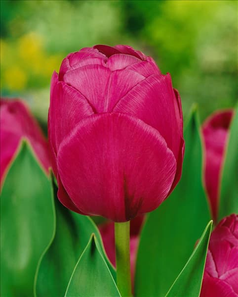Tulipa Double Late Abigail