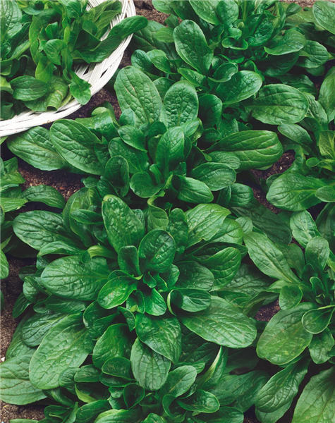 Feldsalat / Valerianella locusta Vit GS