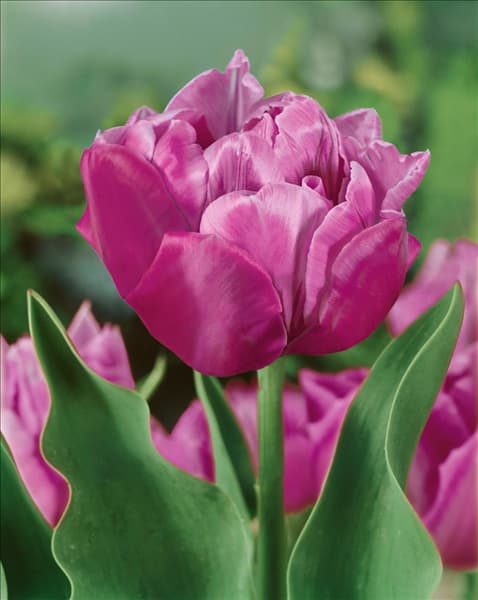 Tulipa Double Late Abigail