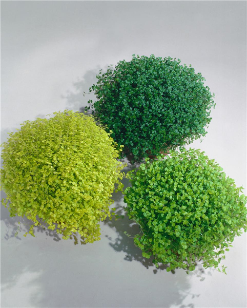 SOLEIROLIA SOLEIROLII (SYN.HELXINE SOLEIROLLI)