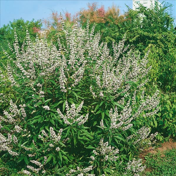 Vitex agnus-castus