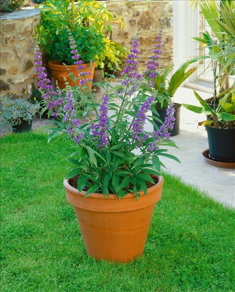 Vitex agnus-castus