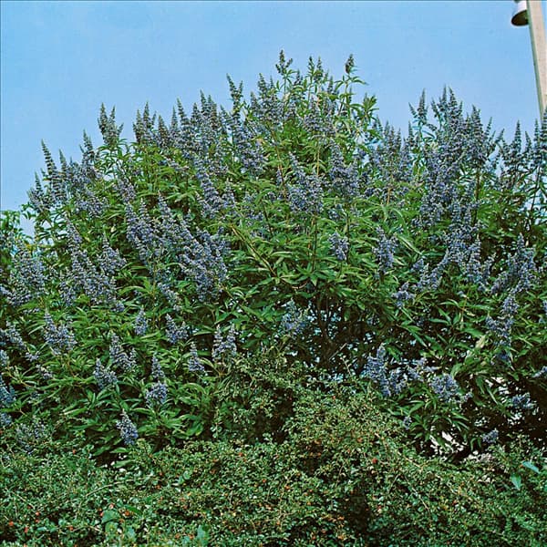 VITEX AGNUS-CASTUS LATIFOLIA