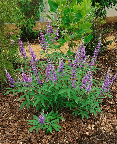 Vitex agnus-castus