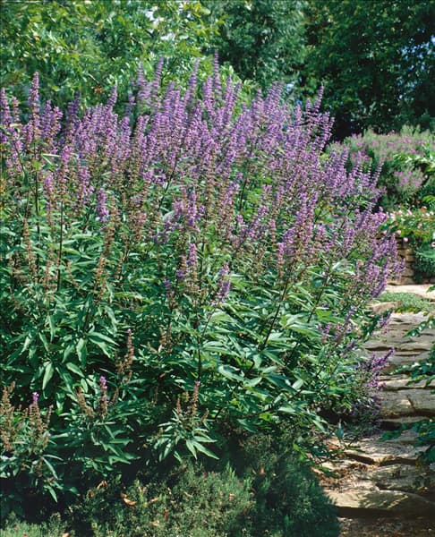 Vitex agnus-castus