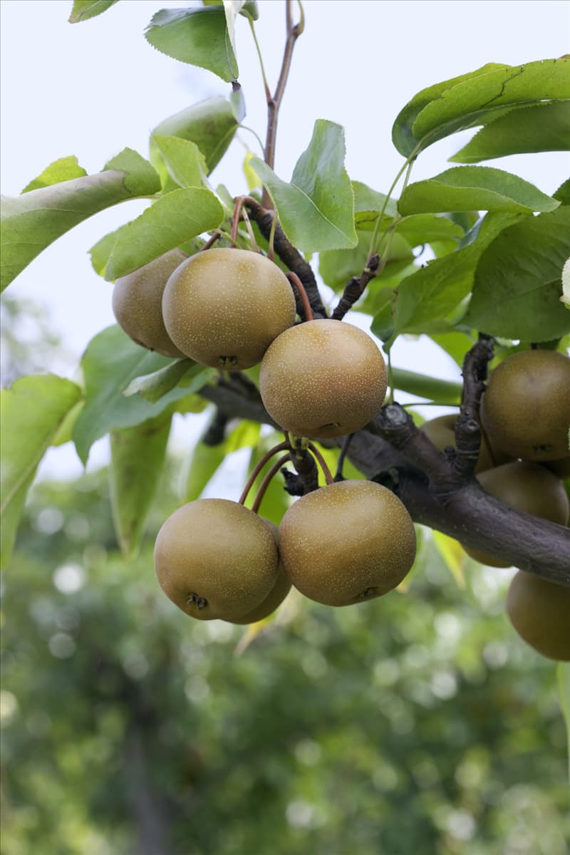 Pyrus pyrifolia var. culta Kumoi