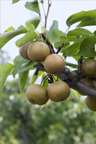 Pyrus pyrifolia 'Kumoi'