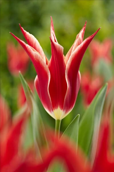 Tulipa Lily Flowered Aladdin