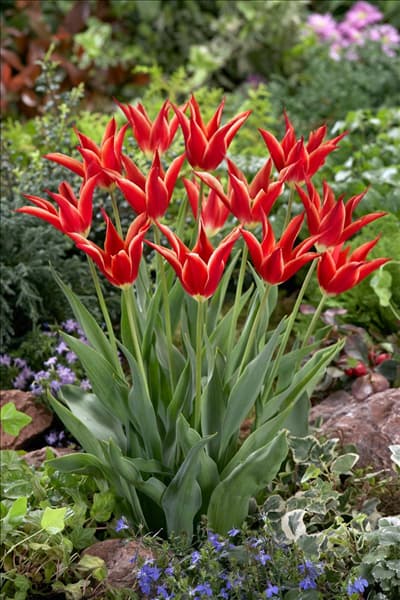 Tulipa Lily Flowered Aladdin