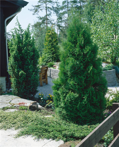 Thuja occidentalis 'Fastigiata'