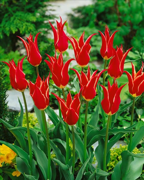 Tulipa Lily Flowered Aladdin