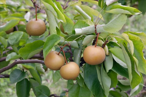 Pyrus pyrifolia var. culta Kumoi