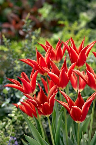 Tulipa Lily Flowered Aladdin