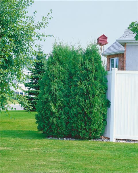 THUJA OCCIDENTALIS FASTIGIATA
