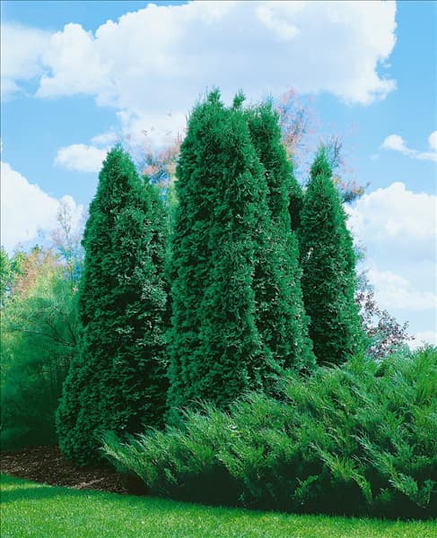 THUJA OCCIDENTALIS FASTIGIATA