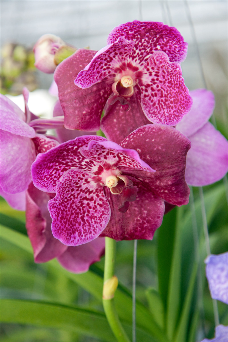 Vanda, pink
