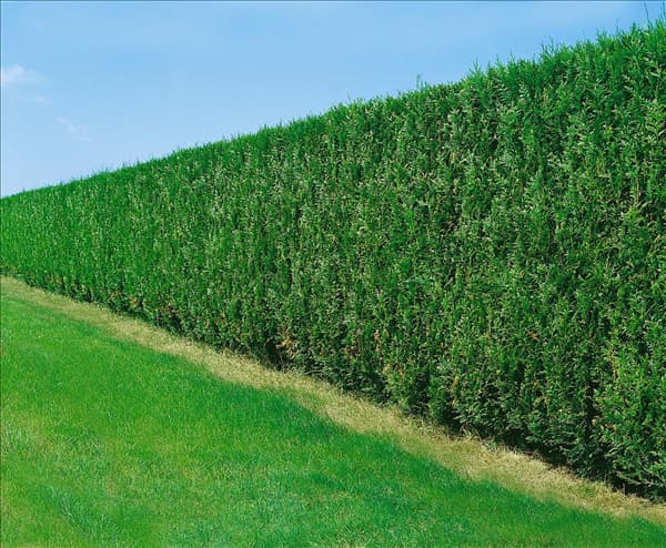 Thuja occidentalis Fastigiata