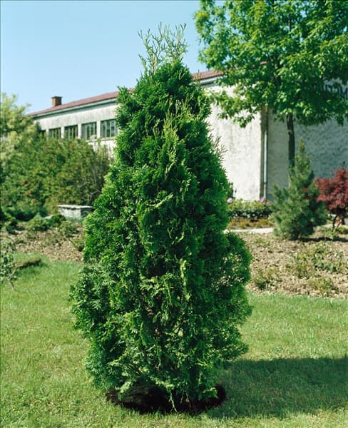 THUJA OCCIDENTALIS FASTIGIATA