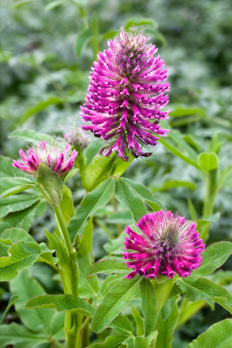 Trifolium rubens