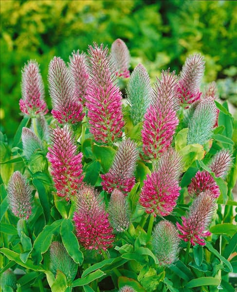 Trifolium rubens
