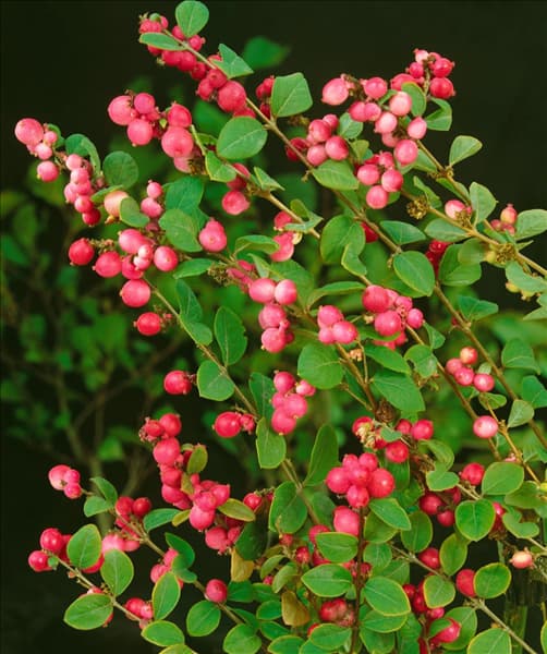 Symphoricarpos x doorenbosii Magic Berry