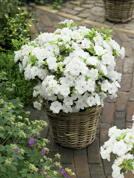 Rhododendron obtusum Schneeperle® im Korb