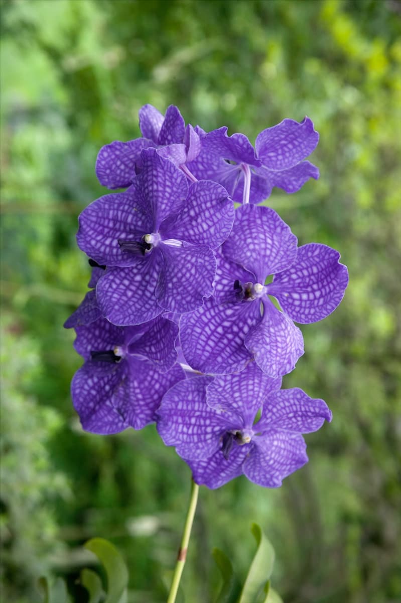 Vanda hybride