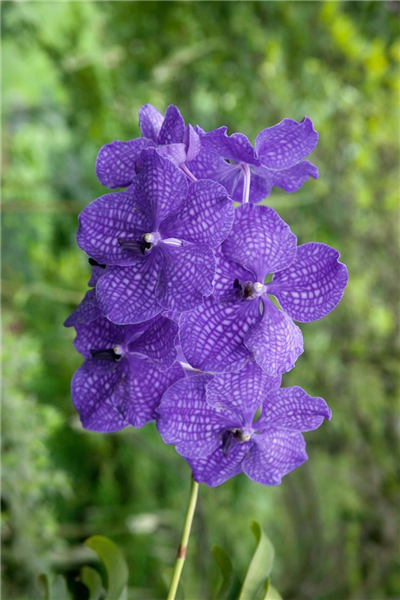 Vanda 'Blue Magic'