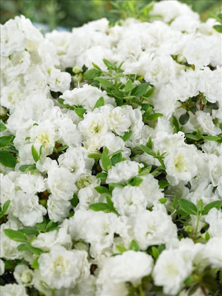 Rhododendron obtusum Schneeperle®