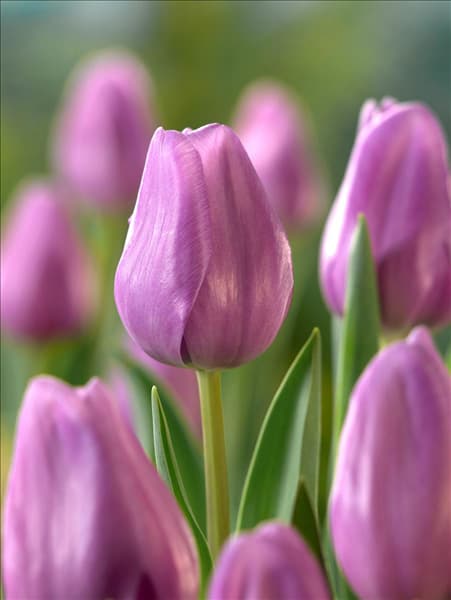 Tulipa Triumph Alibi