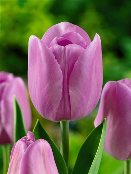 Tulipa Triumph Alibi