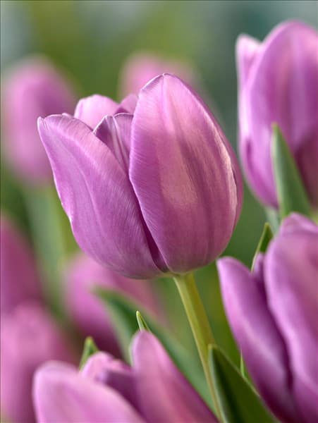 Tulipa Triumph Alibi