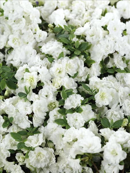 Rhododendron obtusum Schneeperle ®