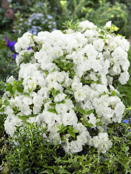 Rhododendron obtusum Schneeperle®
