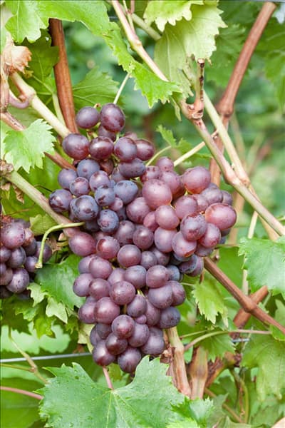 Vitis vinifera subsp. vinifera Lidi