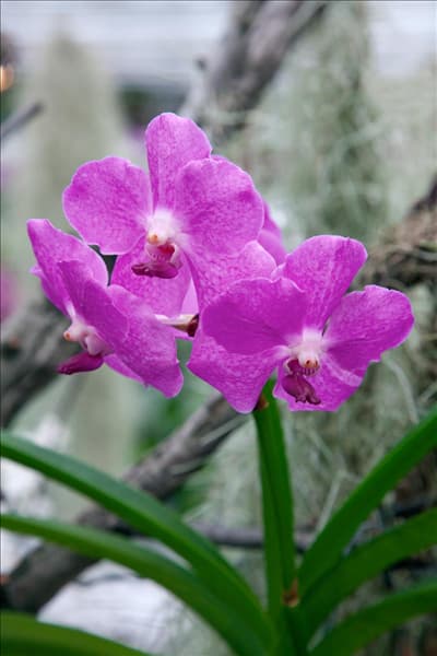 Vanda, pink